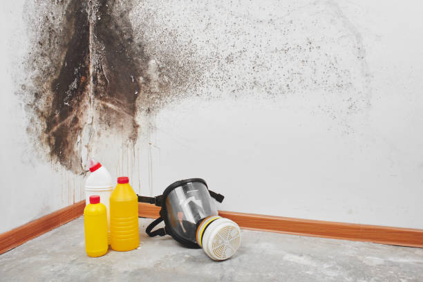 Attic Mold Removal in Byron Center, MI
