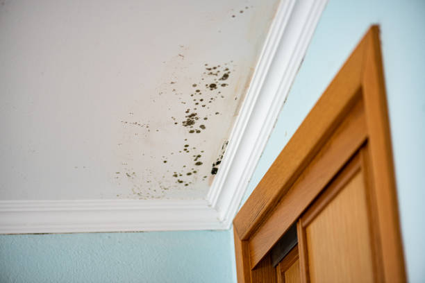 Best Attic Mold Removal  in Byron Center, MI