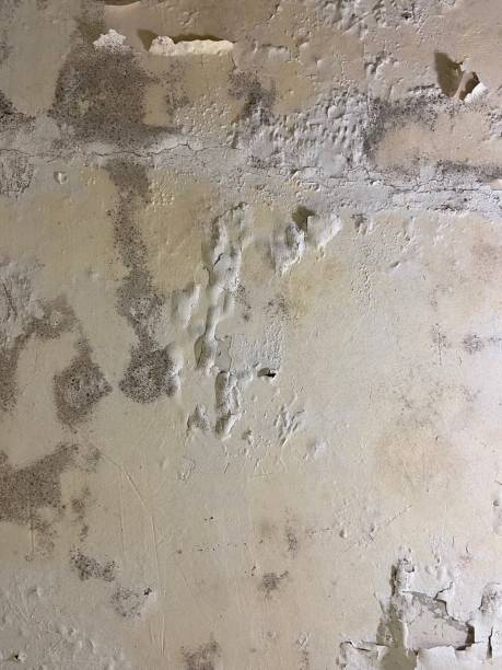 Best Professional Mold Removal  in Byron Center, MI