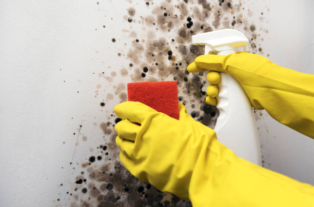 Best Black Mold Removal  in Byron Center, MI