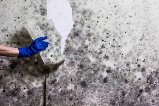 Best Best Mold Removal Companies  in Byron Center, MI